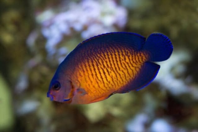 coral beauty angelfish care