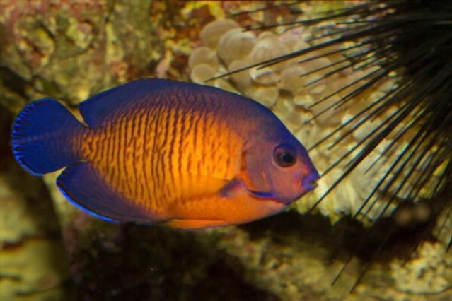 Coral Beauty Angelfish Care