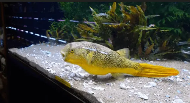 puffer fish tank
