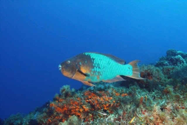 Rainbow Parrotfish Habitat