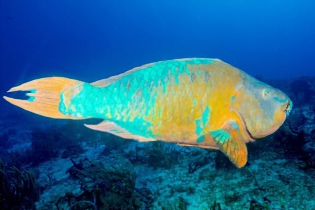 Rainbow Parrotfish