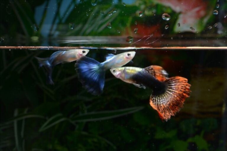 guppy fish tank