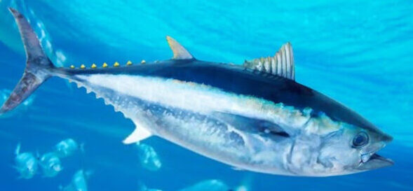 What Do Tuna Fish Eat? Food List | Diet | Eating Habits