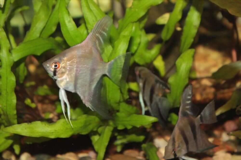 Altum Angelfish care