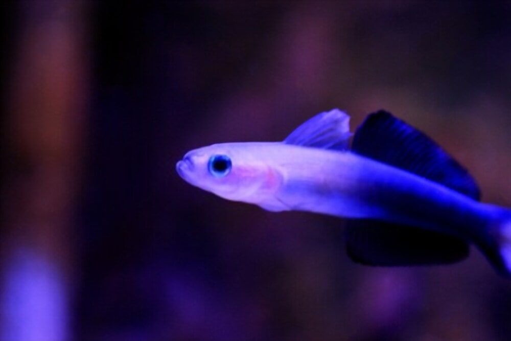 blackfin Dartfish