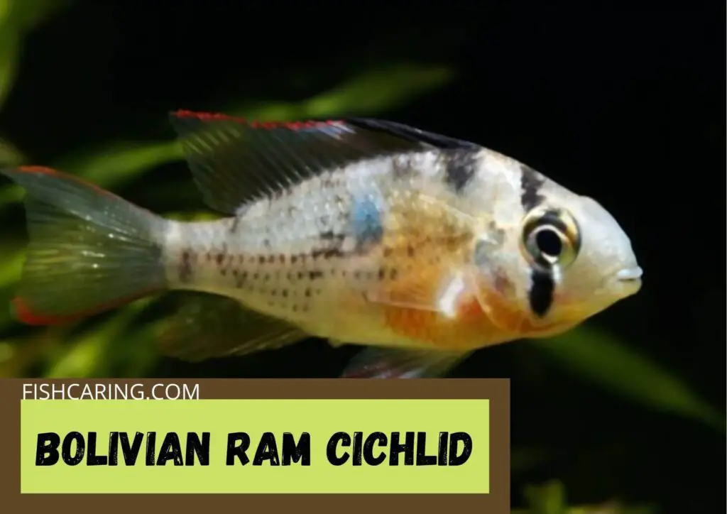Bolivian Ram Cichlid