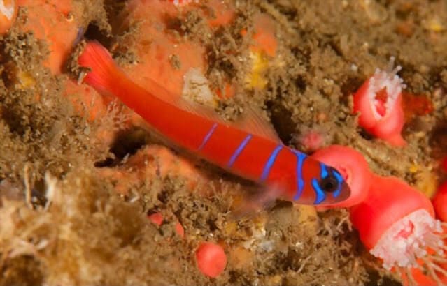 Catalina goby (Blue-banded goby)