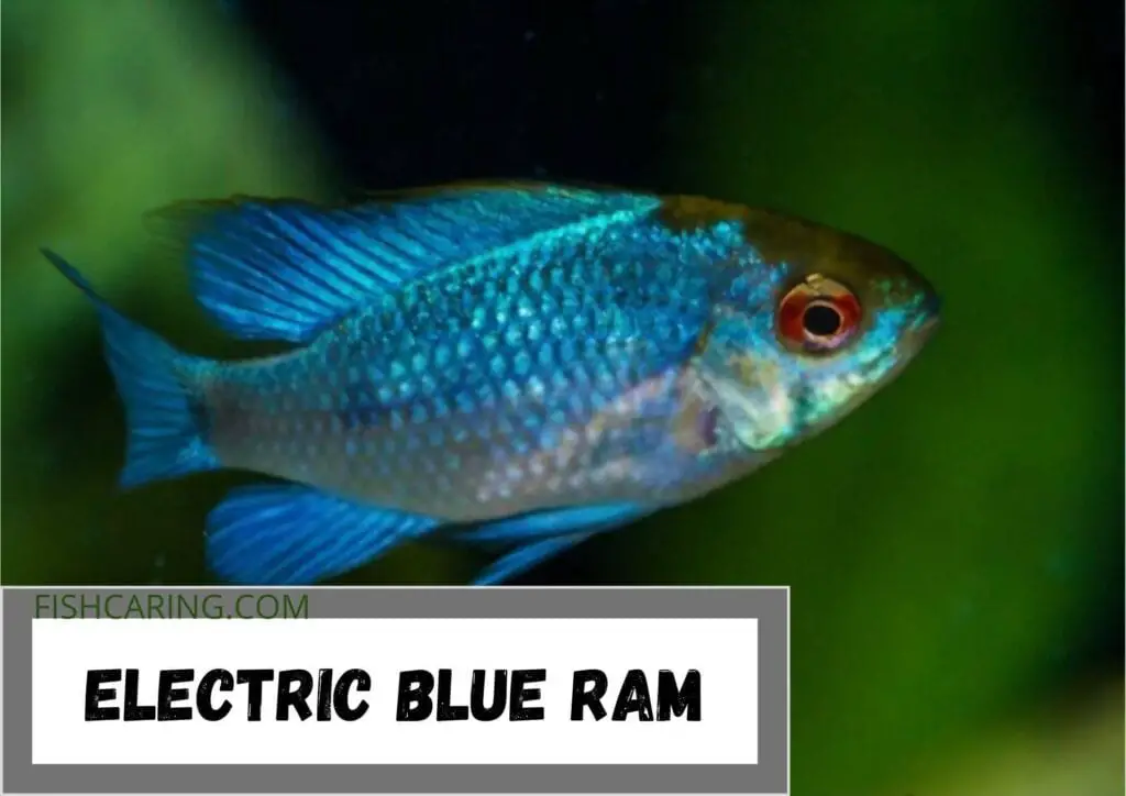 Electric Blue Ram