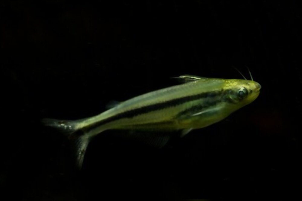 Feeding African Glass Catfish