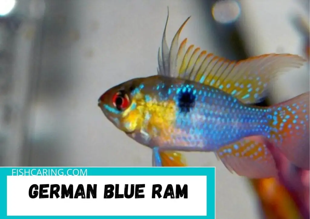 German Blue Ram