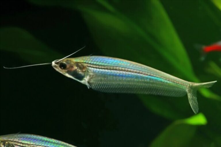 What Do Glass Catfish Eat? A Complete Diet Guide & Feeding