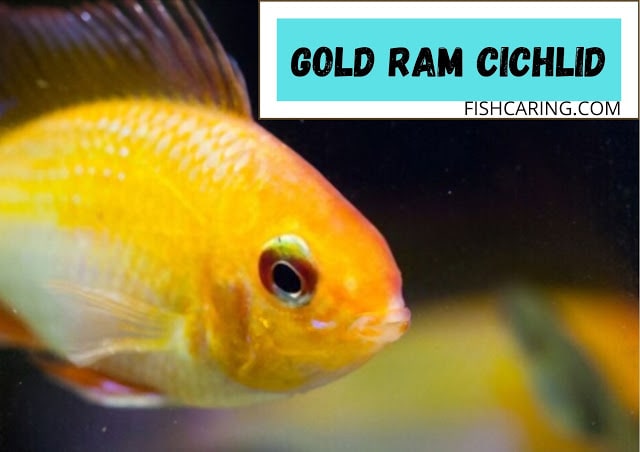 Gold ram cichlid