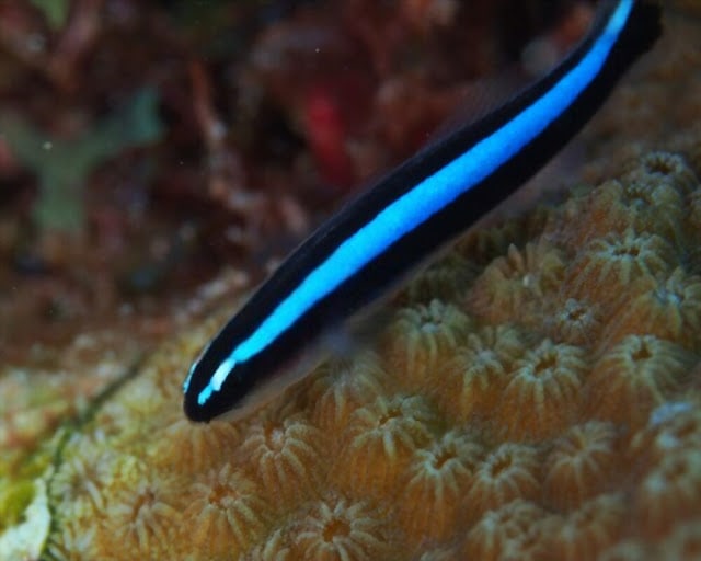 Neon Goby Care