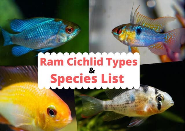 Ram Cichlid Types: The List Of Popular Ram Cichlid Species