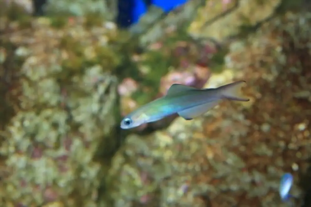 Blue gudgeon dartfish