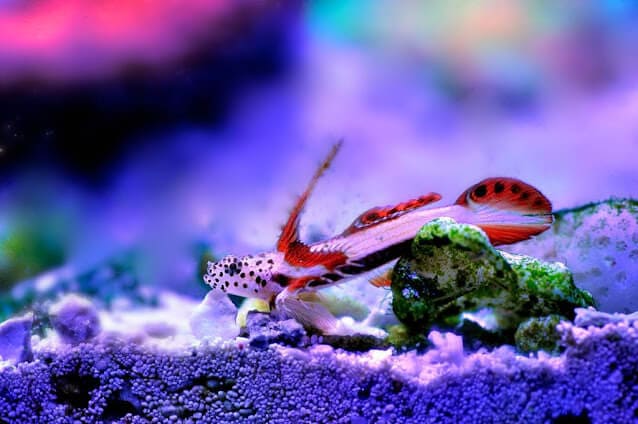 Flaming Prawn Goby Care: Diet, Tank, & With Pistol Shrimp