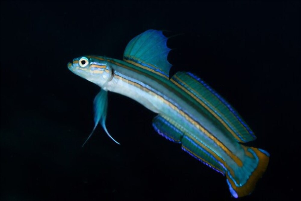 Lined dartfish