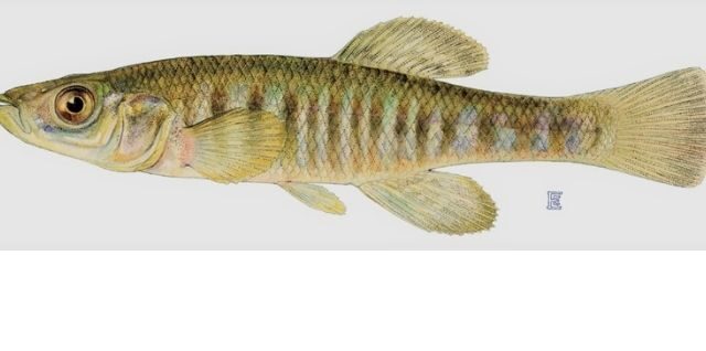 Banded Killifish