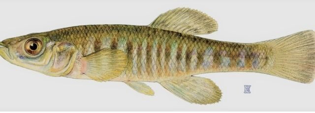 Banded Killifish