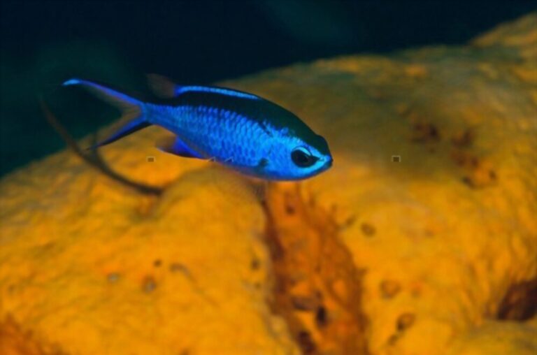 Blue Chromis (Care, Size, Lifespan, Diet, Reef Safe, Tank)