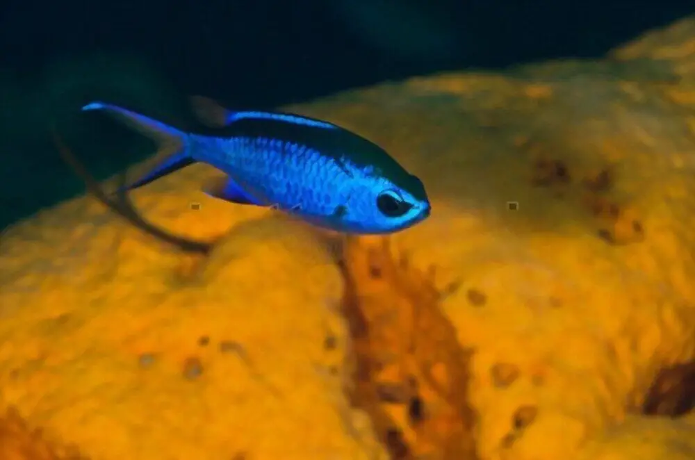 Blue Chromis