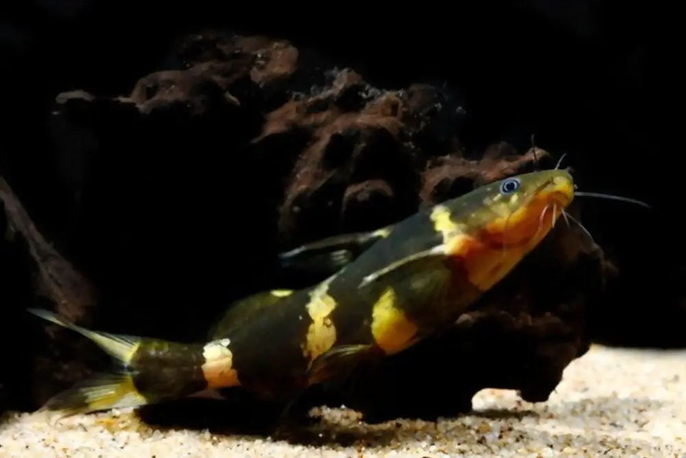 Bumblebee Catfish Feeding