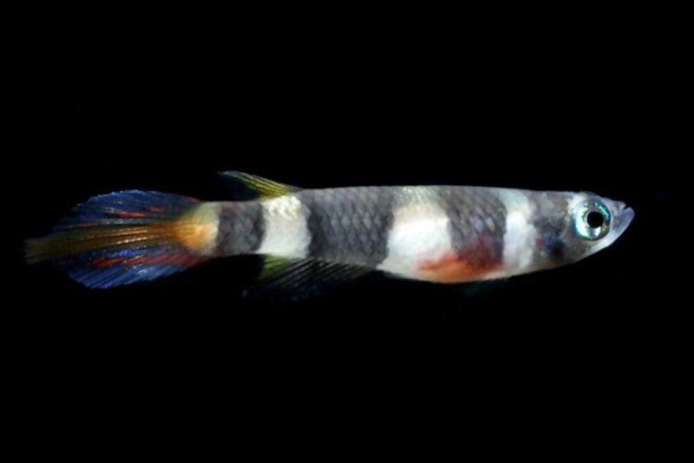 Clown killifish