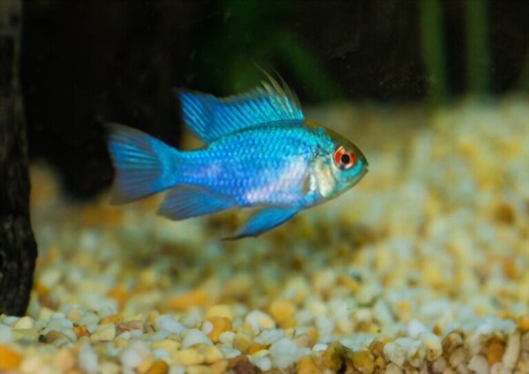 Electric Blue Ram Care: Size, Lifespan, Food, Tank Mates & Requirements