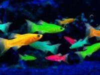 What Do Glofish Eat? (Feeding Guide & Best Foods)