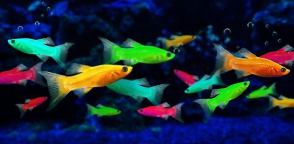 what do glofish eat-Glofish-Food-Feeding-glofish