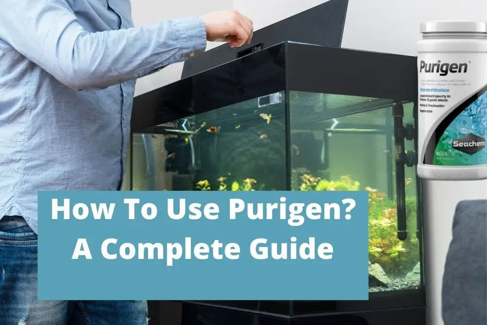 How To Use Purigen? (Complete Guide To Set up & Use Purigen)