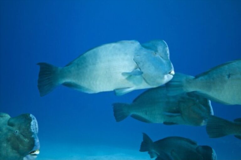 Humphead Parrotfish: Size, Lifespan, Food, Facts, & Poop Sand