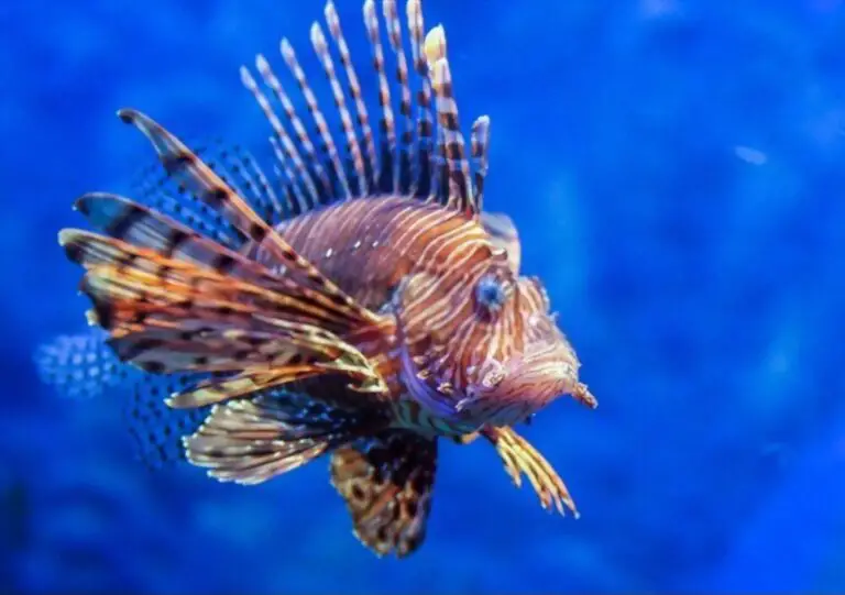 Lionfish (Care, Size, Lifespan, Tank Mates, Habitat, Diet)