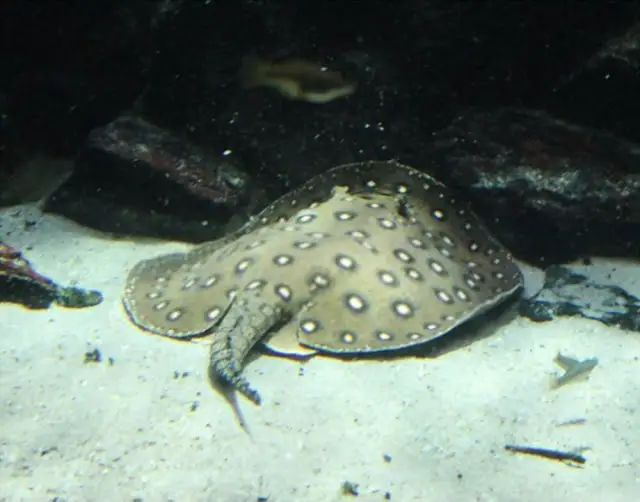 Motoro Stingray Care: Size, Lifespan, Diet, Tank Size, & Tank Mates