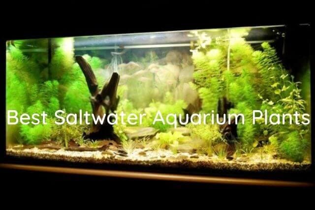 Best Saltwater Plants: Top 10 Plants For Saltwater Aquarium