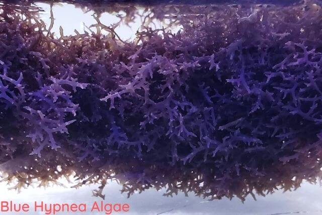 Blue Hypnea Algae Saltwater Aquarium Plant