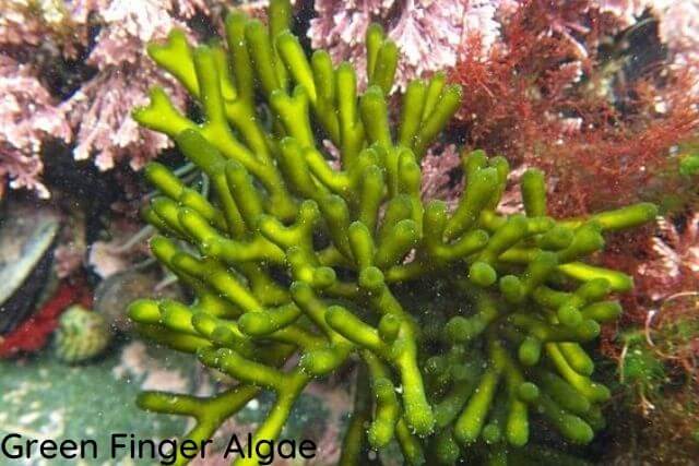 Green Finger Algae