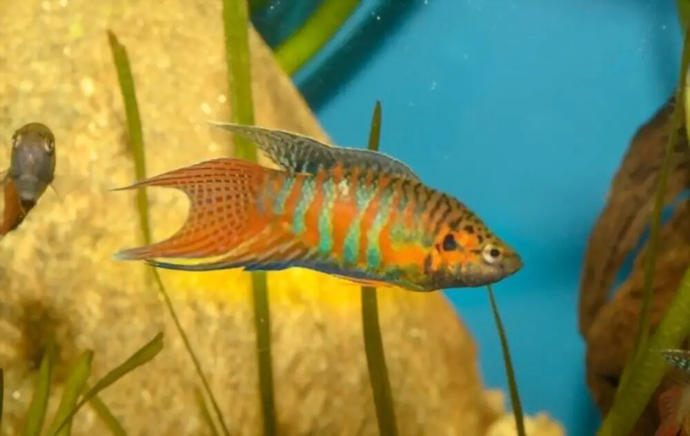 Paradise Gourami