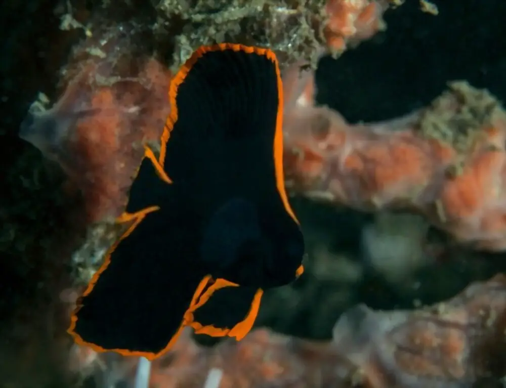 Pinnatus Batfish (Platax)