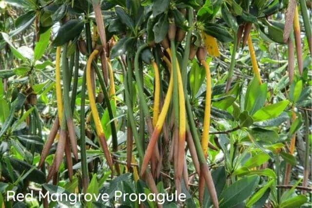 Red Mangrove Propagule