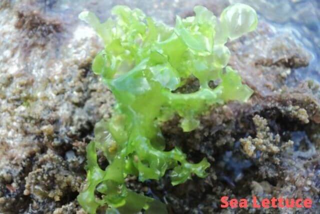 Sea Lettuce Saltwater Aquarium Plant