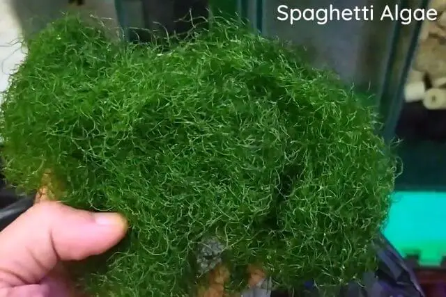 Spaghetti Algae Saltwater Aquarium Plant