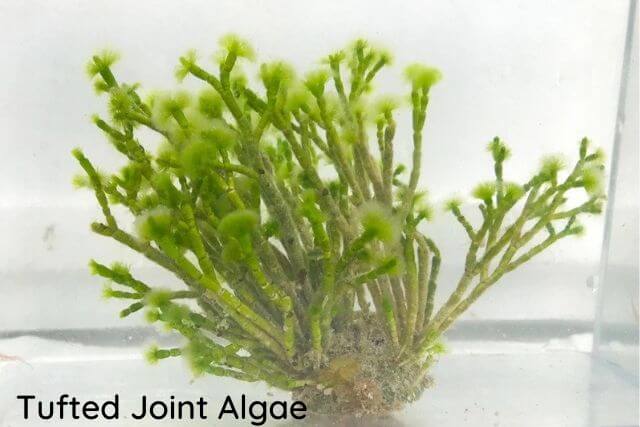 Tufted Joint Algae