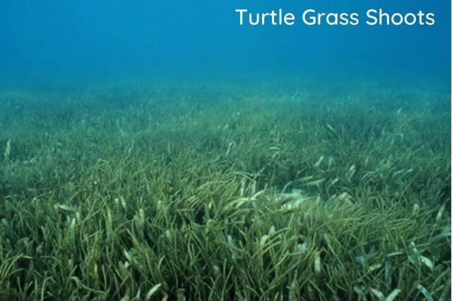 Turtle Grass Shoots