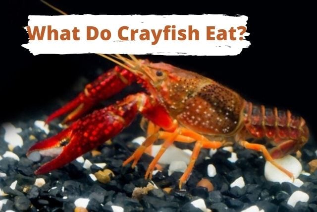 What do crayfish eat