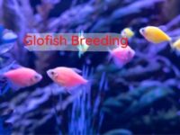 How To Breed Glofish? (Simple Tips for Breeding Glofish)