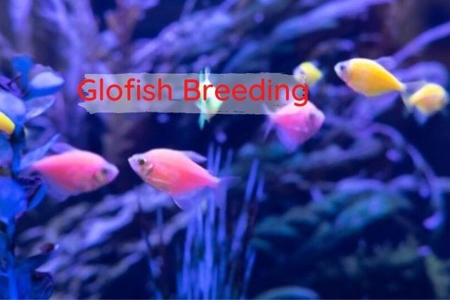 Glofish Breeding