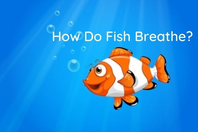 How Do Fish Breathe? Know Fish Breathing System Underwater