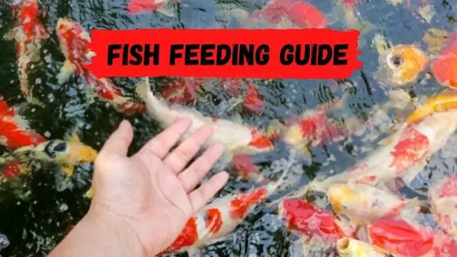 Proper Fish Feeding Guide