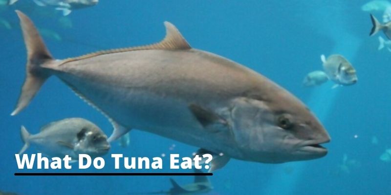 What  Do Tuna fish Eat